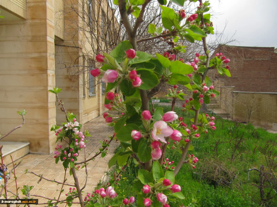 بهار 98 در آموزشکده 4