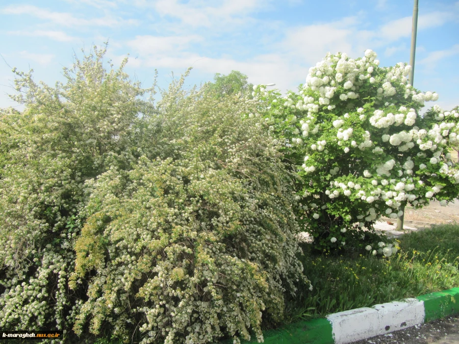 بهار 98 در آموزشکده 11
