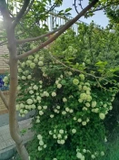 آموزشکده در آغوش طبیعت؛ شکوفایی گل‌ها و درختچه‌ها در فضای علمی 4