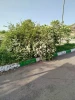 آموزشکده در آغوش طبیعت؛ شکوفایی گل‌ها و درختچه‌ها در فضای علمی 5