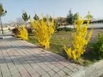 آموزشکده در آغوش طبیعت؛ شکوفایی گل‌ها و درختچه‌ها در فضای علمی 9